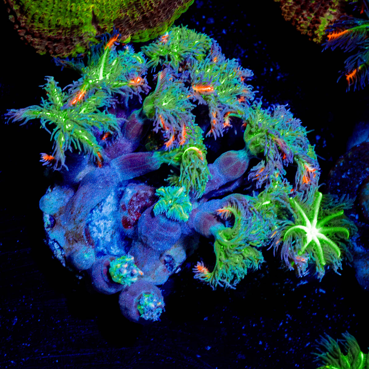 ARC Firework Clove Polyps Coral with soft polyps in reef aquarium