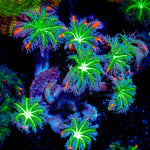 ARC Firework Clove Polyps Coral with colony growth in reef aquarium