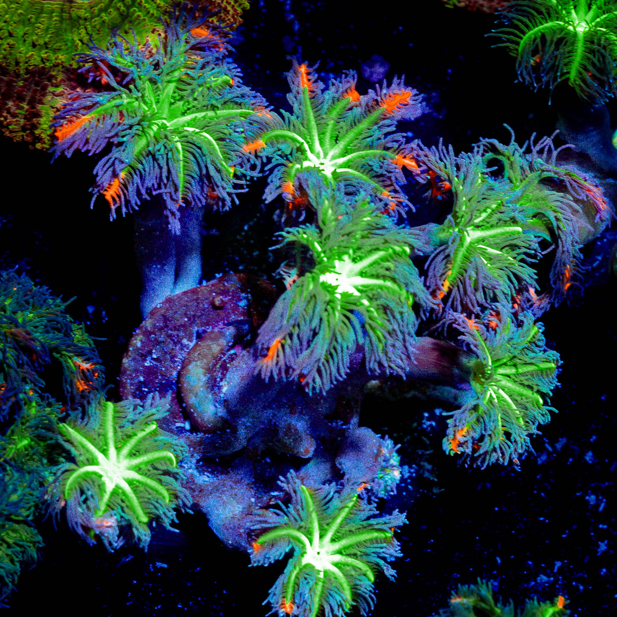 ARC Firework Clove Polyps Coral with colony growth in reef aquarium