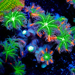 ARC Firework Clove Polyps Coral with colony growth in reef aquarium