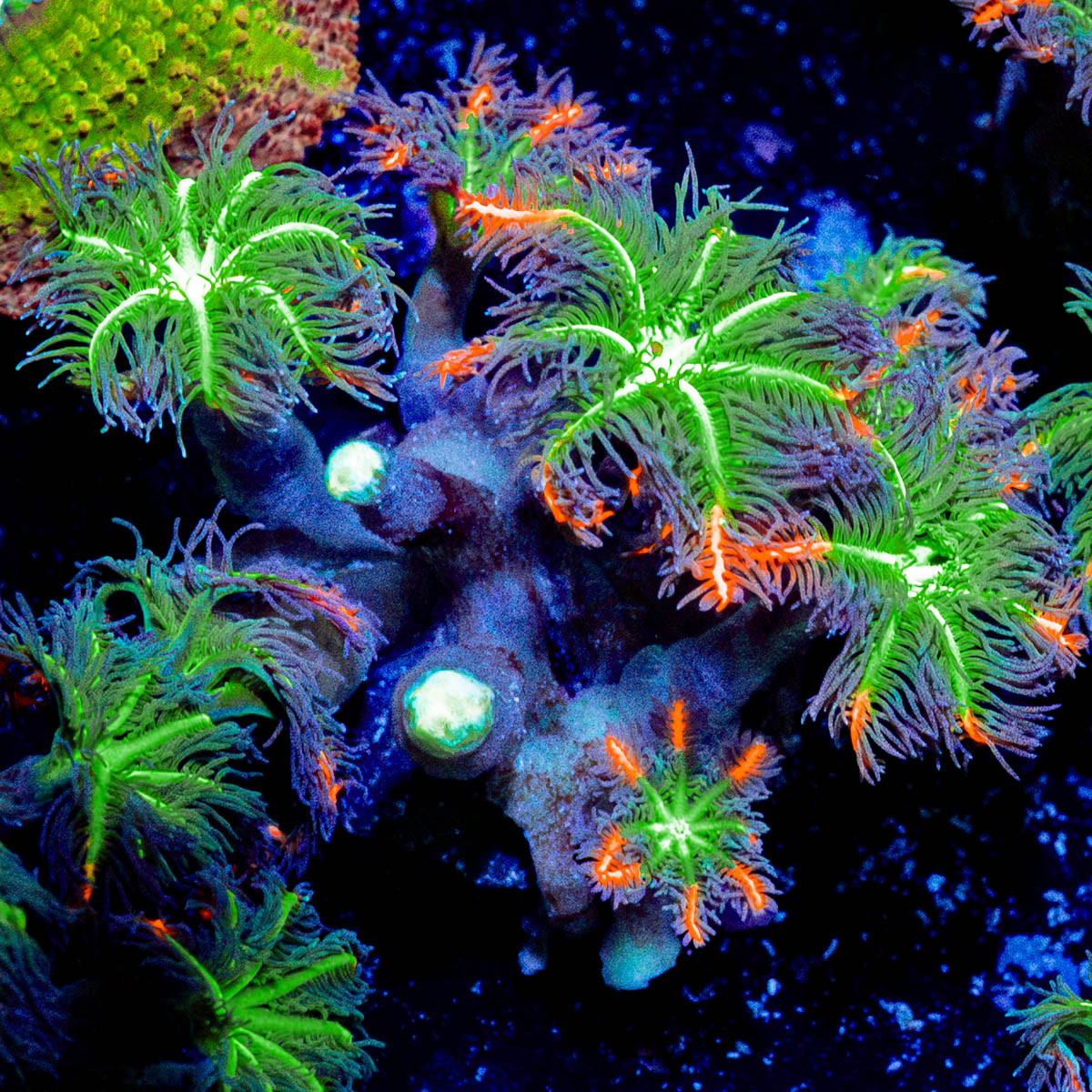 ARC Firework Clove Polyps Coral with colony growth in reef aquarium