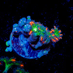 ARC Firework Clove Polyps Coral with colony growth in reef aquarium