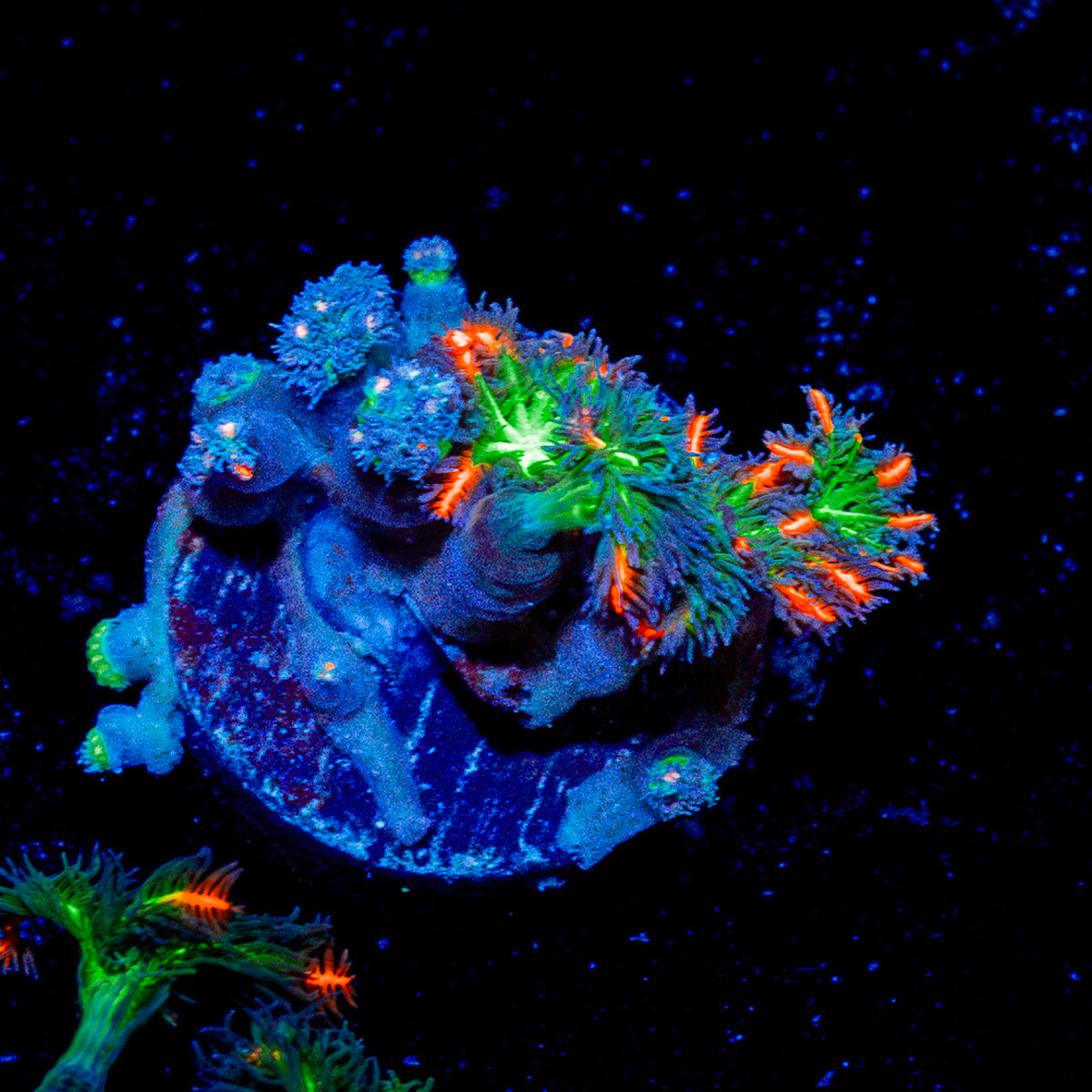 ARC Firework Clove Polyps Coral with colony growth in reef aquarium