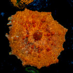 Orange Neglecta Mushroom Coral with distinct mushroom disc in reef aquarium