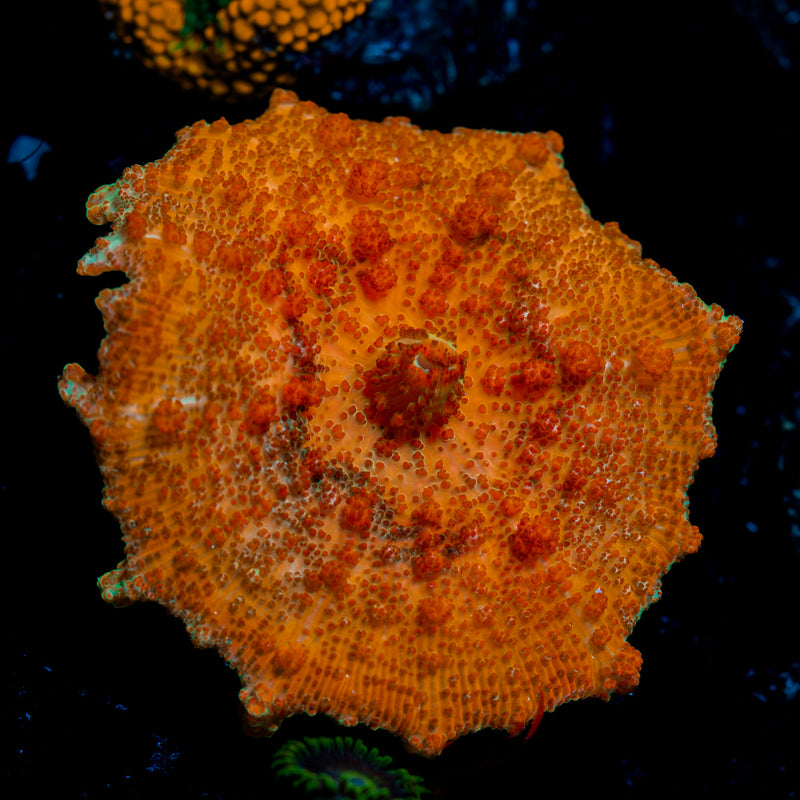 Orange Neglecta Mushroom Coral with distinct mushroom disc in reef aquarium