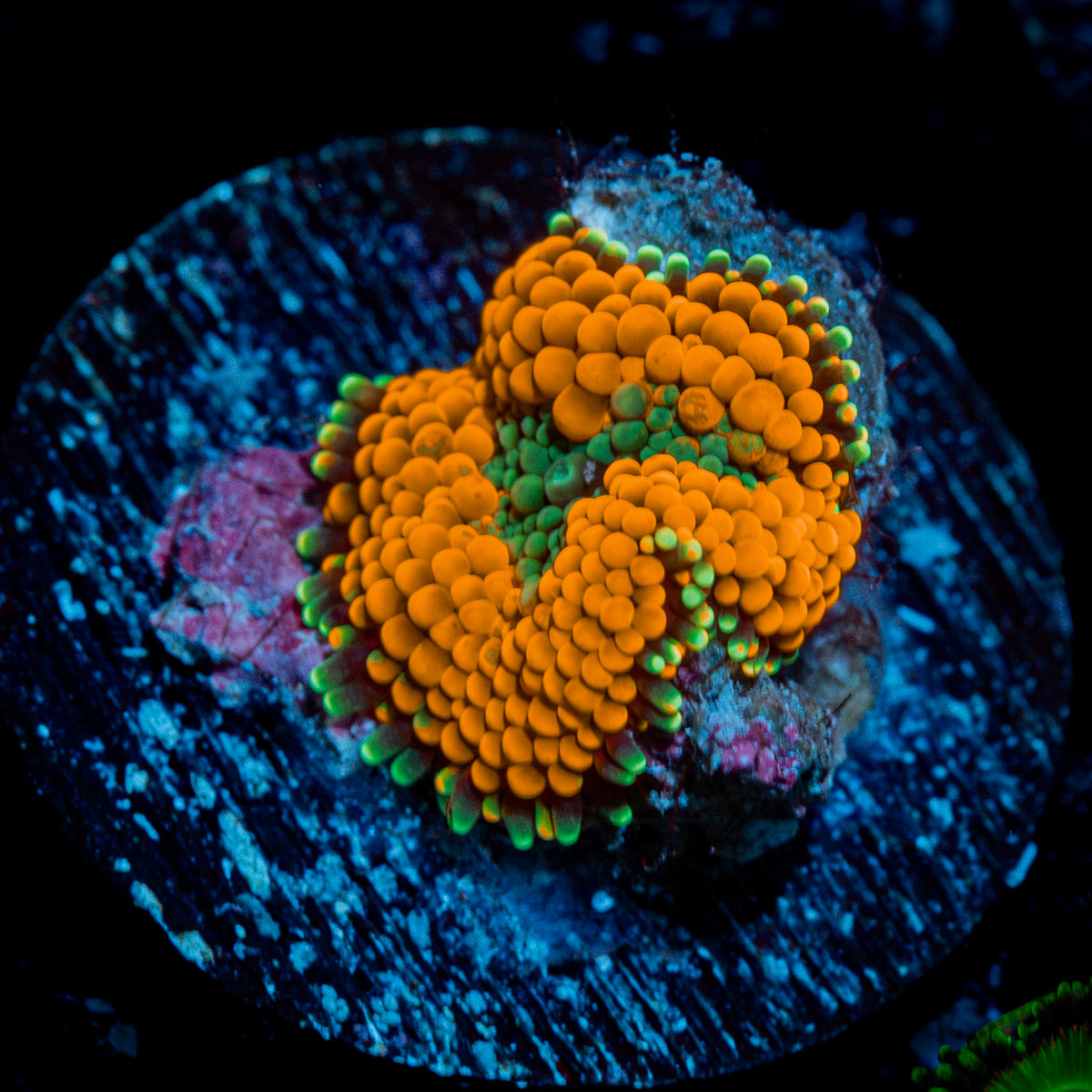 Orange FL Ricordea Mushroom Coral with mushroom disc in reef aquarium