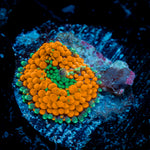 Orange FL Ricordea Mushroom Coral with mushroom disc in reef aquarium