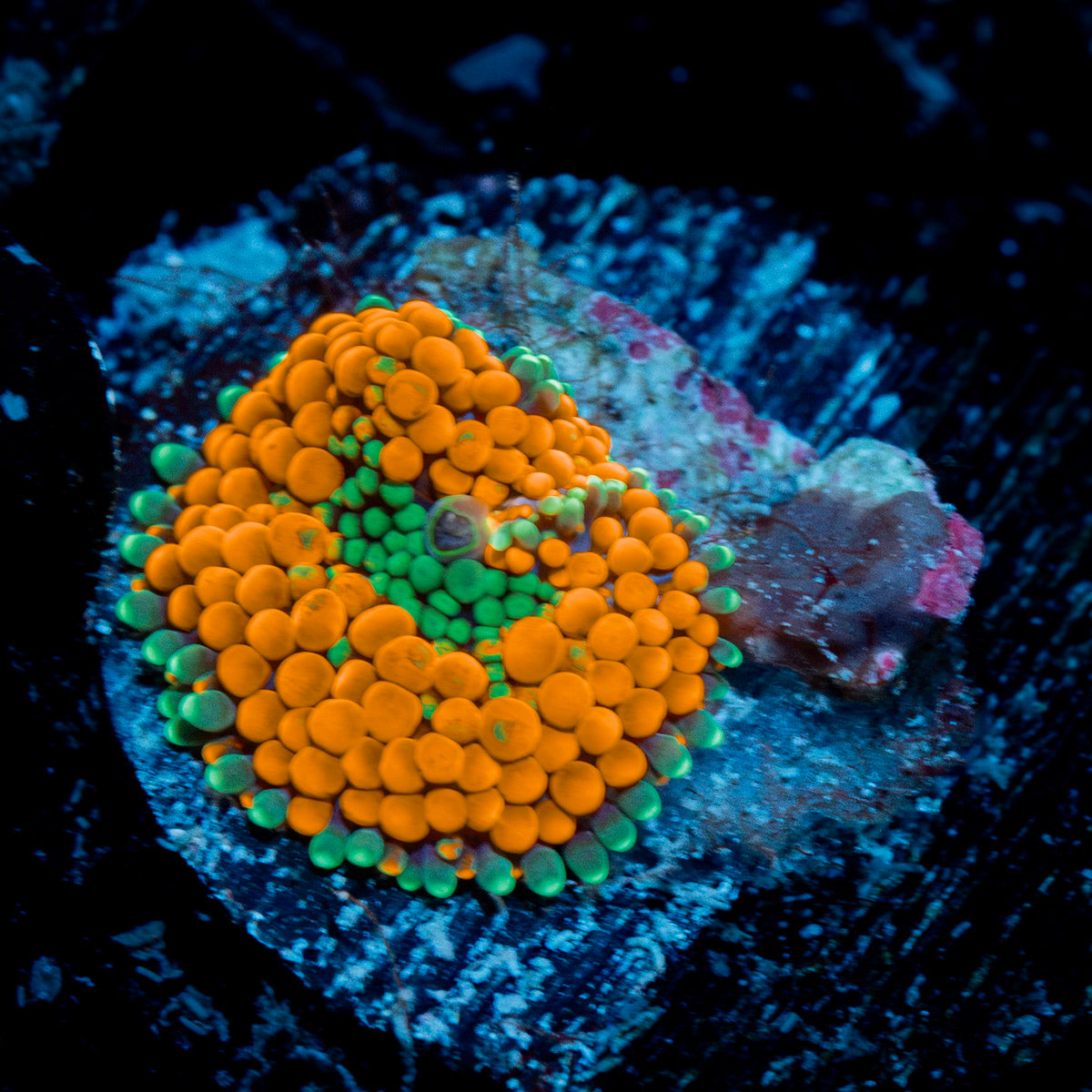 Orange FL Ricordea Mushroom Coral with mushroom disc in reef aquarium