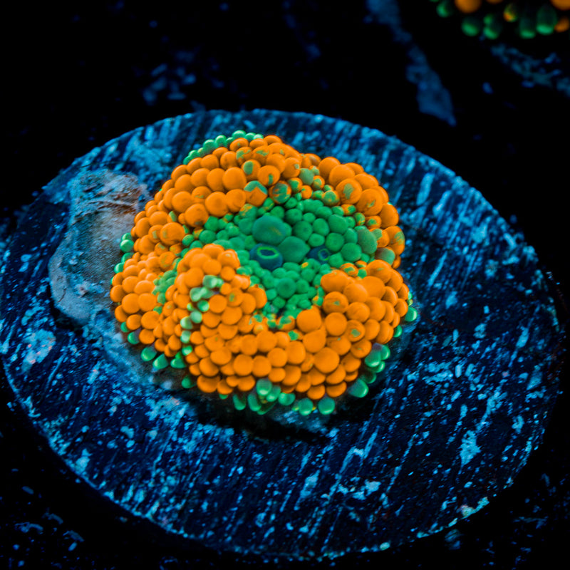 Orange FL Ricordea Mushroom Coral with mushroom disc in reef aquarium