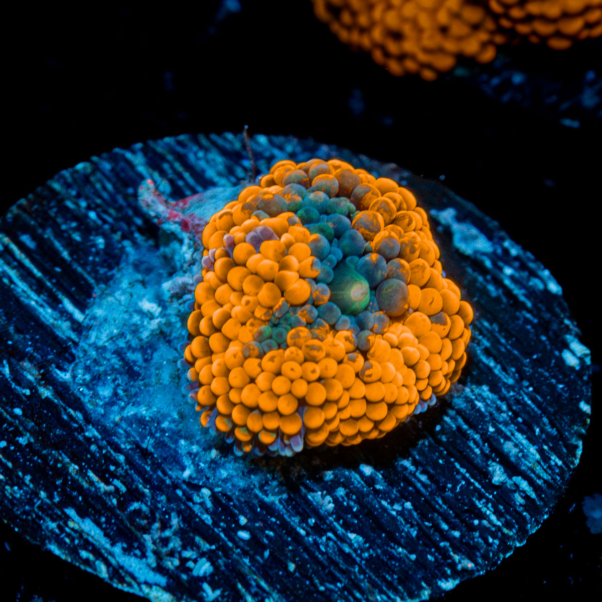 Orange FL Ricordea Mushroom Coral with mushroom disc in reef aquarium