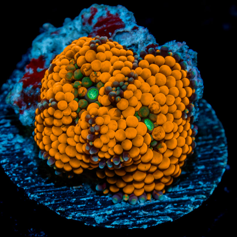 Orange FL Ricordea Mushroom Coral with mushroom disc in reef aquarium