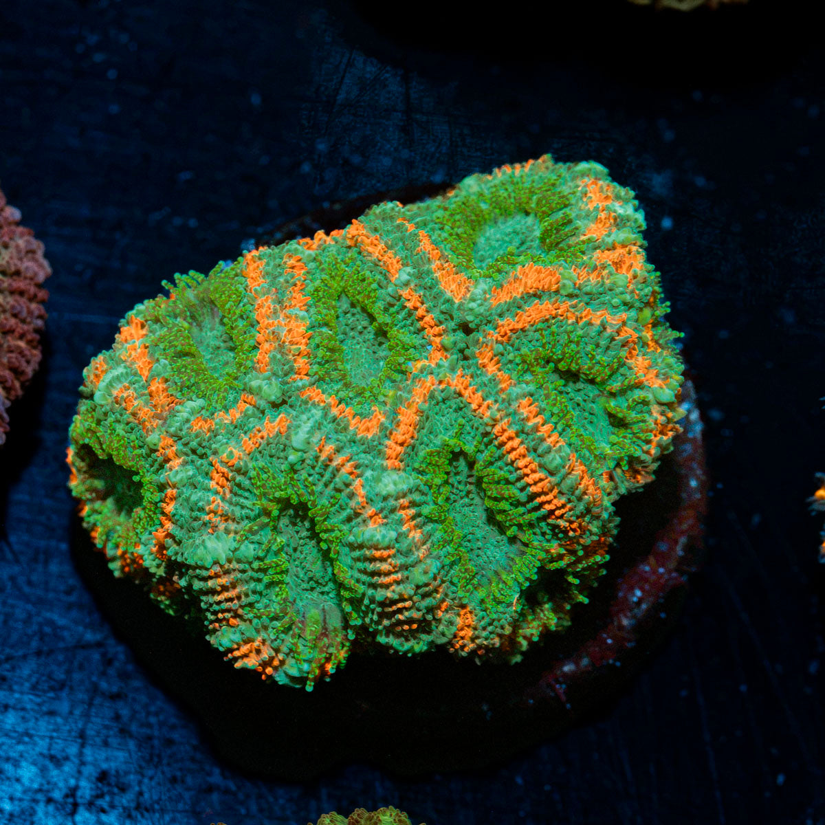 Miami Heat Acan Coral with fleshy polyps in reef aquarium