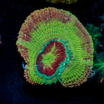 RocketMan Asian Acan Coral with fleshy polyps in reef aquarium