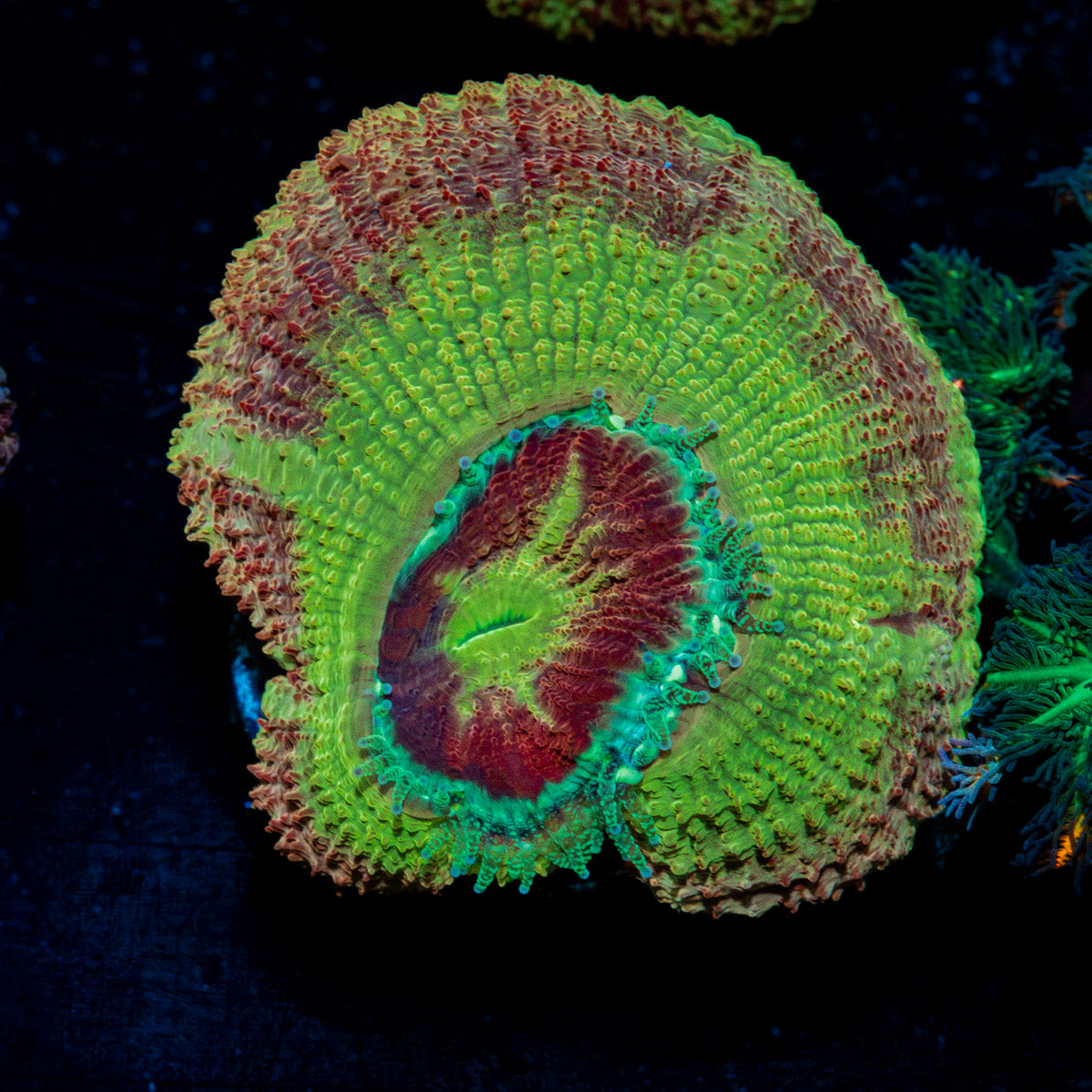 RocketMan Asian Acan Coral with fleshy polyps in reef aquarium