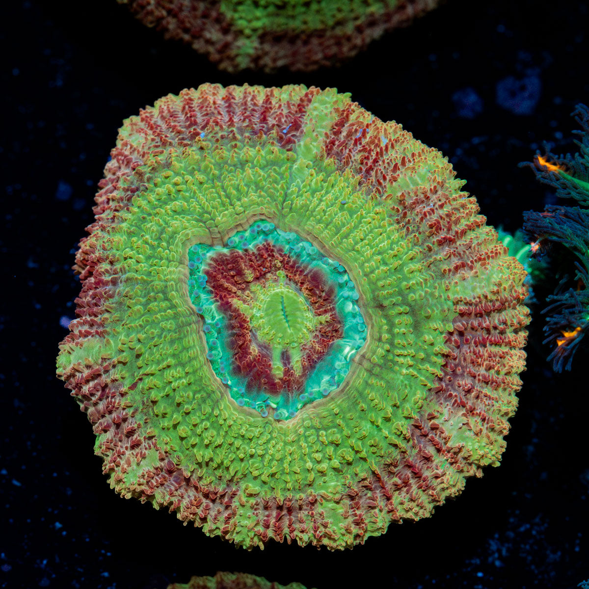 RocketMan Asian Acan Coral with fleshy polyps in reef aquarium