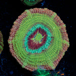 RocketMan Asian Acan Coral with fleshy polyps in reef aquarium