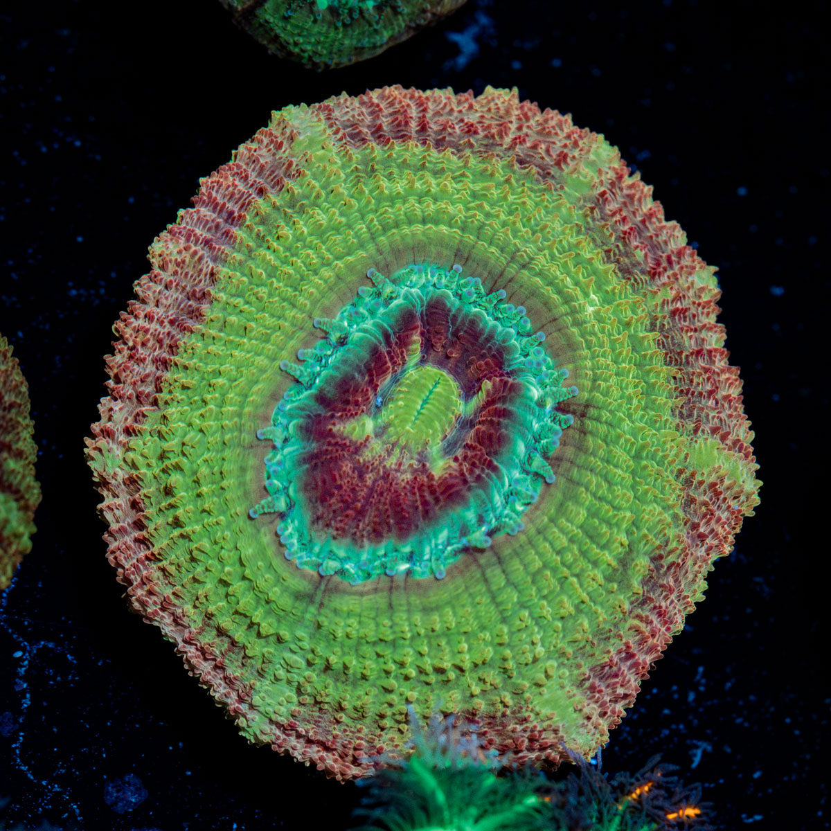 RocketMan Asian Acan Coral with fleshy polyps in reef aquarium