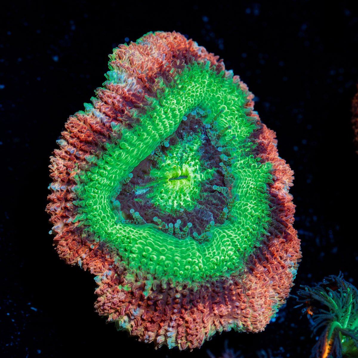 Hulk Smash Asian Acan Coral with fleshy polyps in reef aquarium