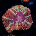 Hypnotic Asian Acan Coral with fleshy polyps in reef aquarium