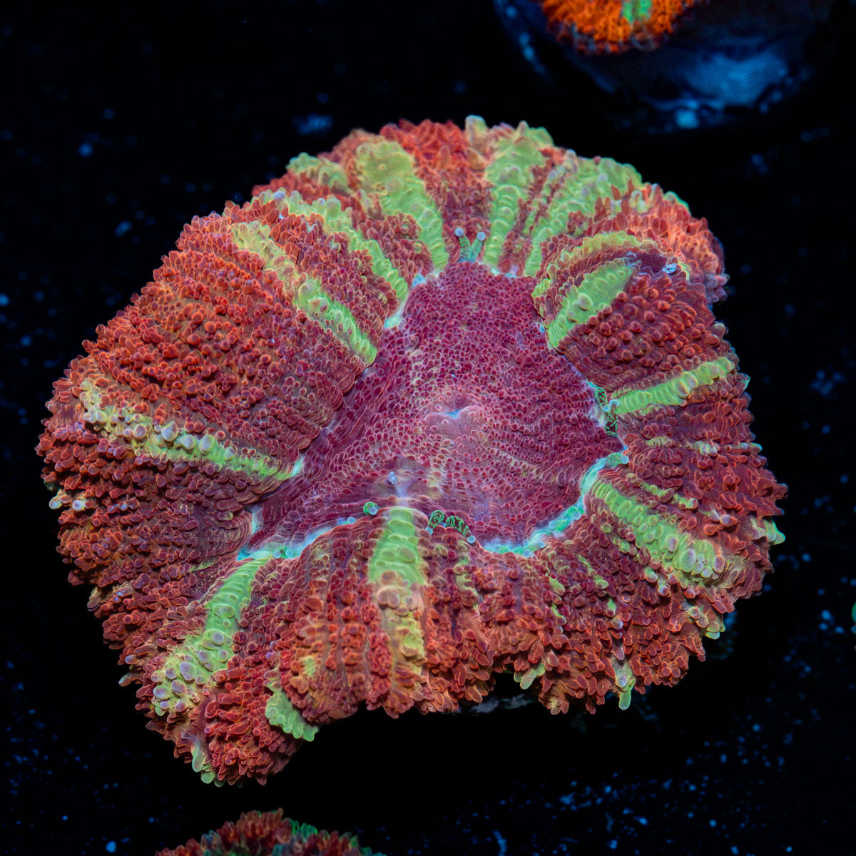 Hypnotic Asian Acan Coral with fleshy polyps in reef aquarium