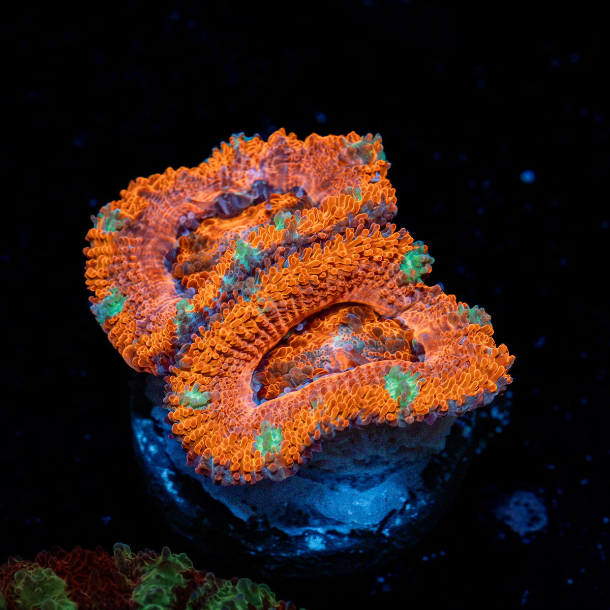Acan Coral with fleshy polyps in reef aquarium