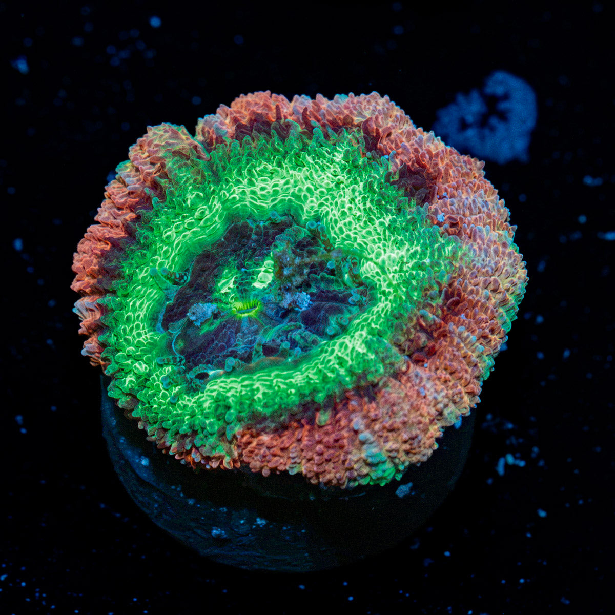 Hulk Smash Asian Acan Coral with fleshy polyps in reef aquarium