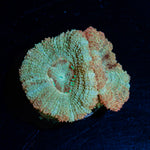 MoonLight Asian Acan Coral with fleshy polyps in reef aquarium