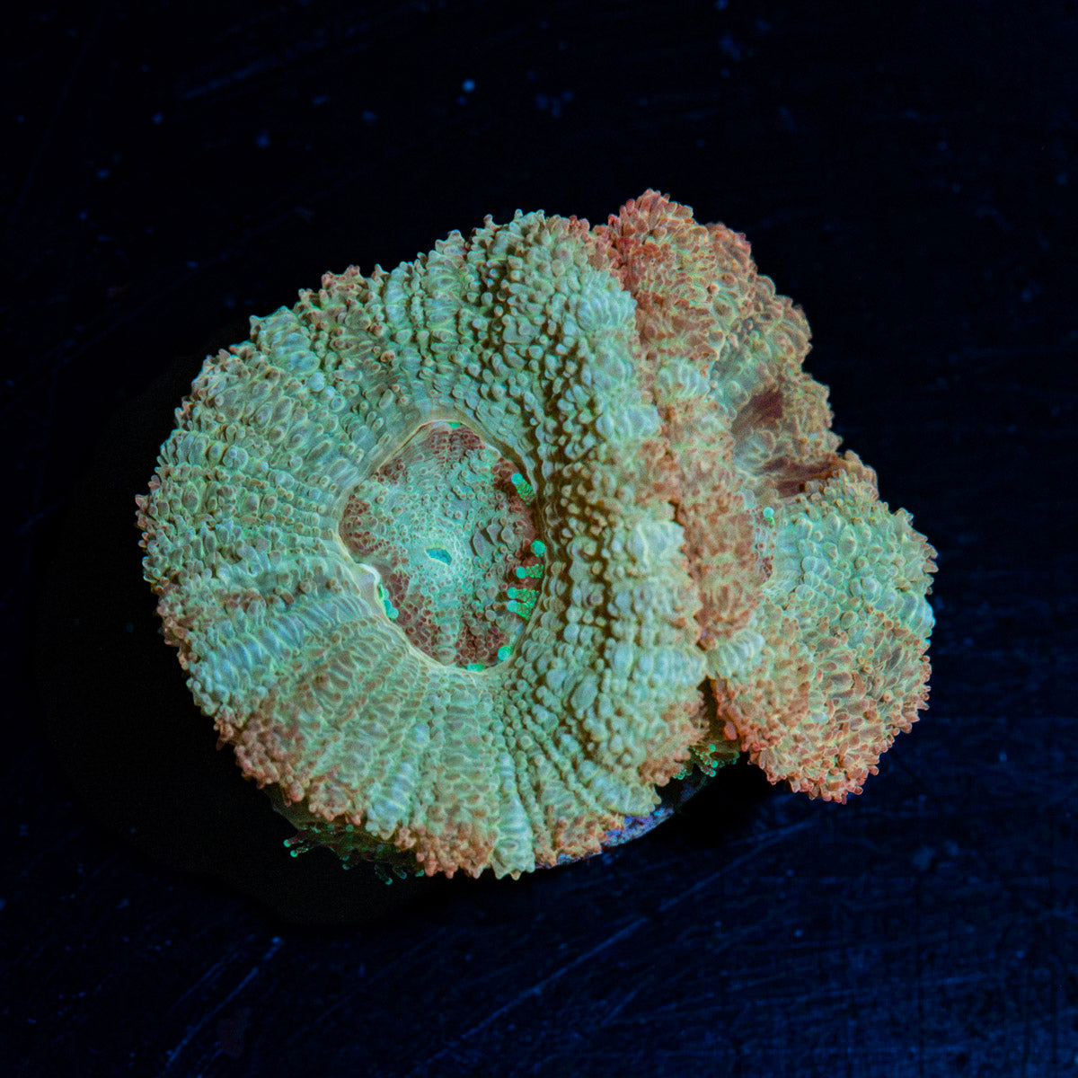 MoonLight Asian Acan Coral with fleshy polyps in reef aquarium