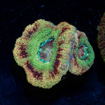 RocketMan Asian Acan Coral with fleshy polyps in reef aquarium