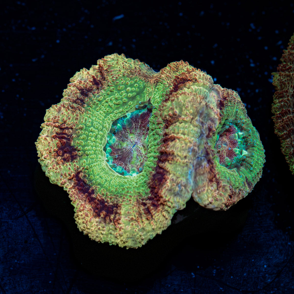 RocketMan Asian Acan Coral with fleshy polyps in reef aquarium