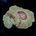 MoonLight Asian Acan Coral with fleshy polyps in reef aquarium