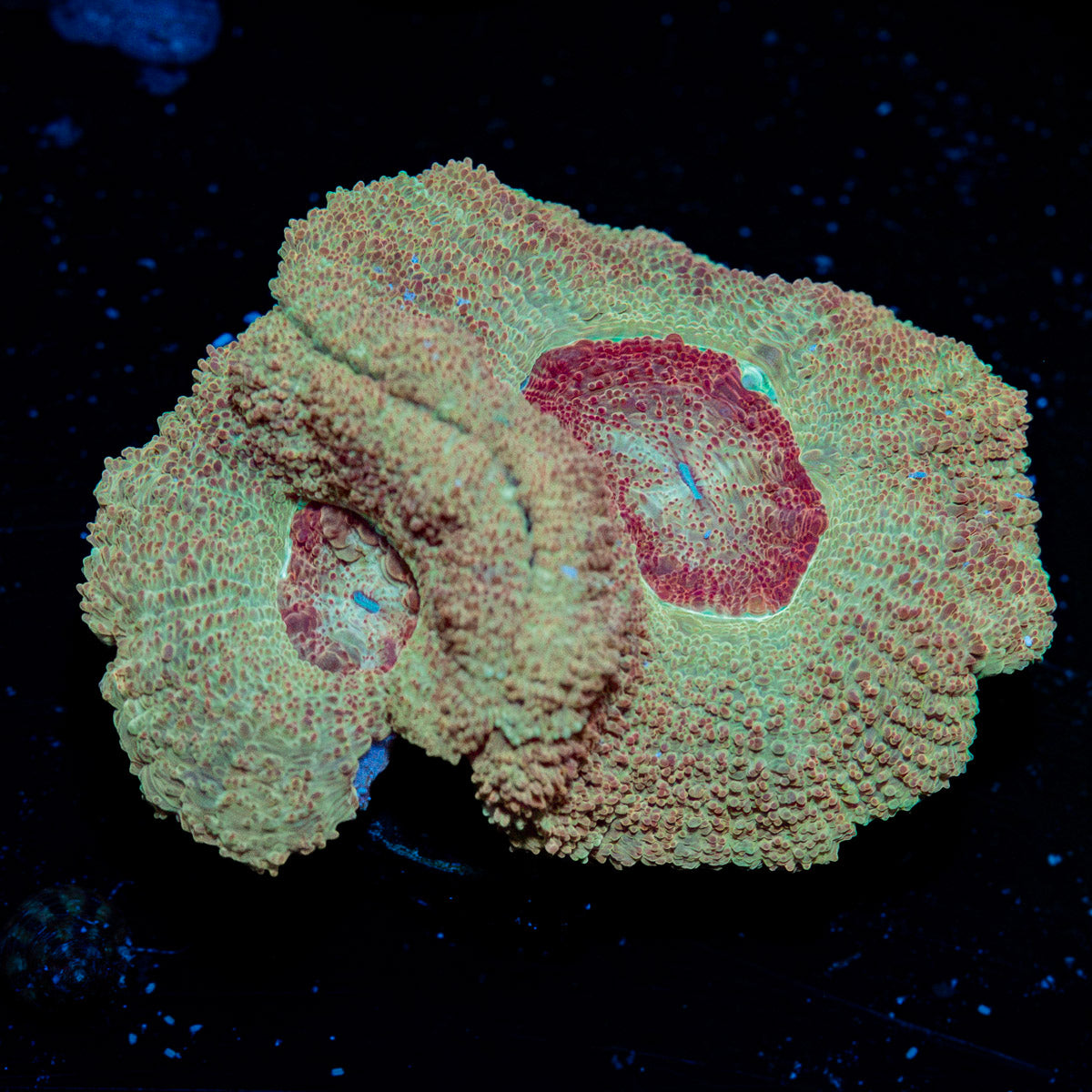MoonLight Asian Acan Coral with fleshy polyps in reef aquarium