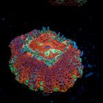 Blood Moon Asian Acan Coral with fleshy polyps in reef aquarium