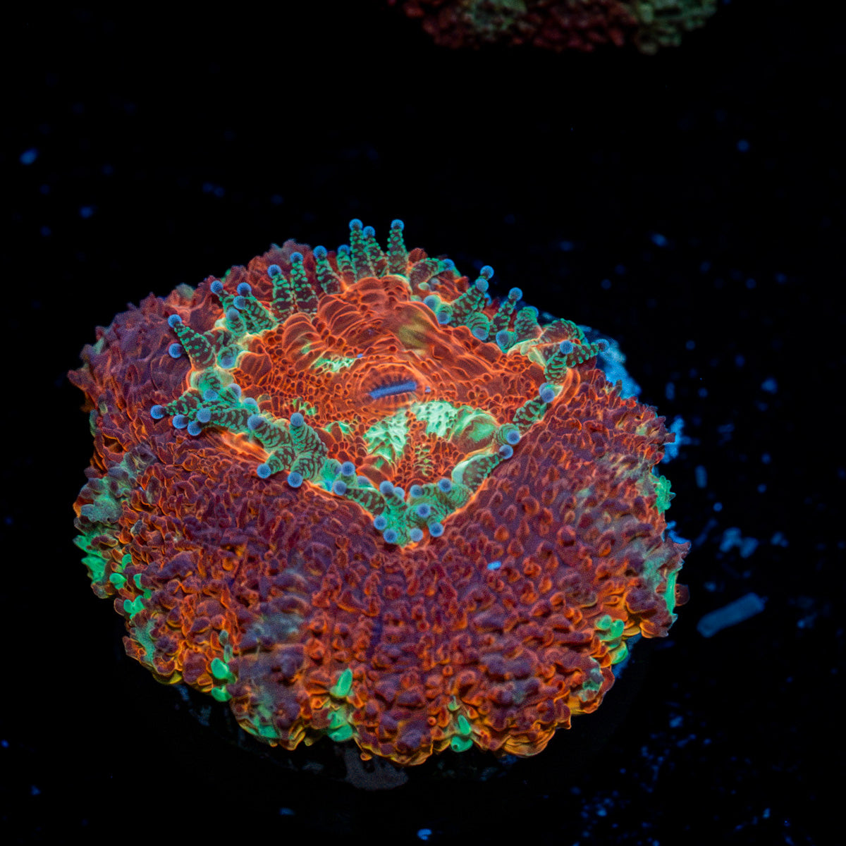 Blood Moon Asian Acan Coral with fleshy polyps in reef aquarium