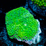 Green FL Ricordea Mushroom Coral with mushroom disc in reef aquarium