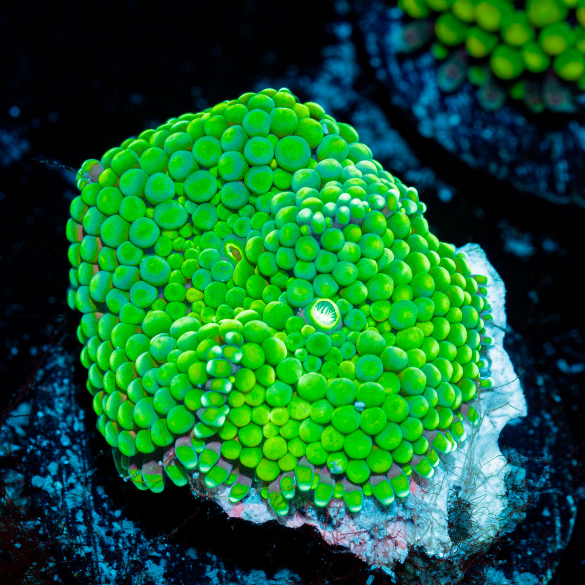 Green FL Ricordea Mushroom Coral with mushroom disc in reef aquarium