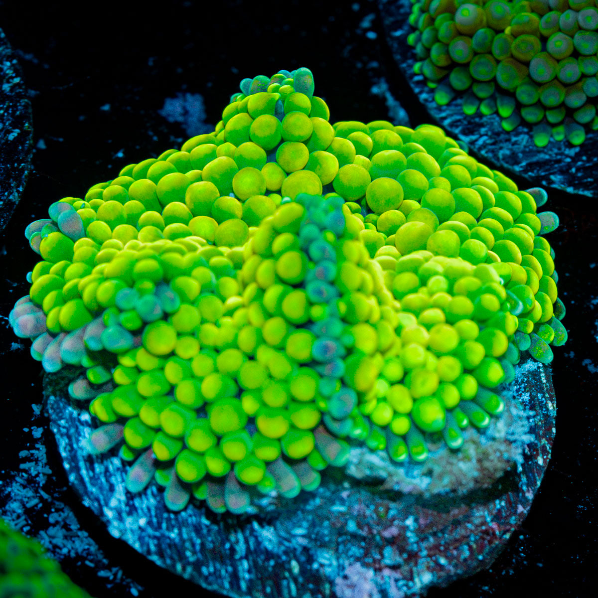 Green FL Ricordea Mushroom Coral with mushroom disc in reef aquarium