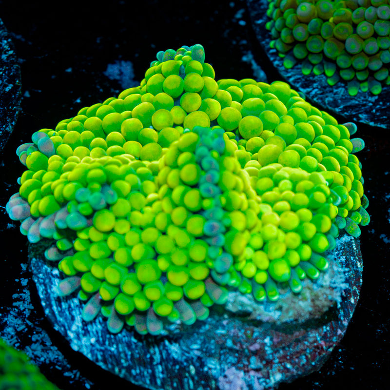 Green FL Ricordea Mushroom Coral with mushroom disc in reef aquarium