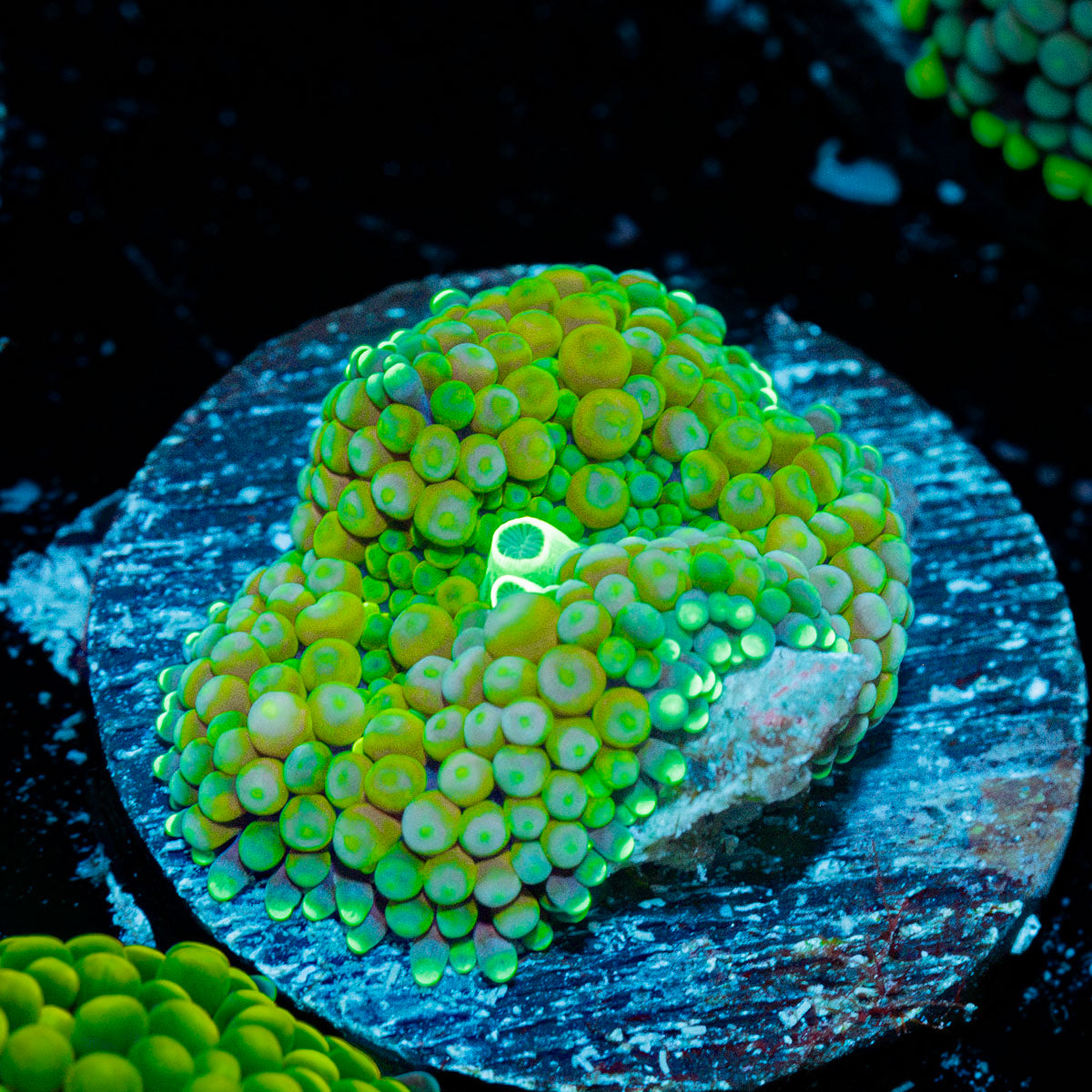Green FL Ricordea Mushroom Coral with mushroom disc in reef aquarium