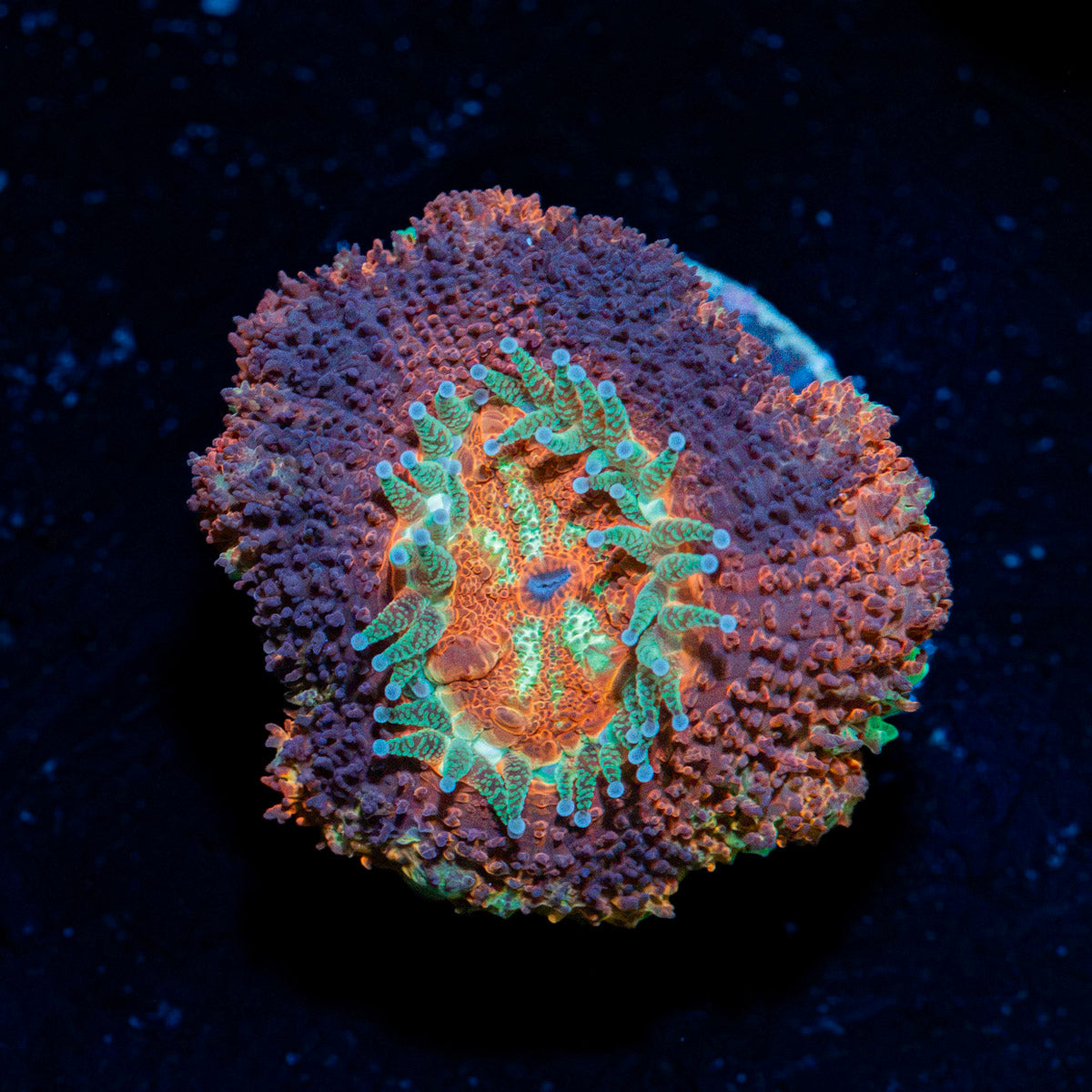 Blood Moon Asian Acan Coral with fleshy polyps in reef aquarium