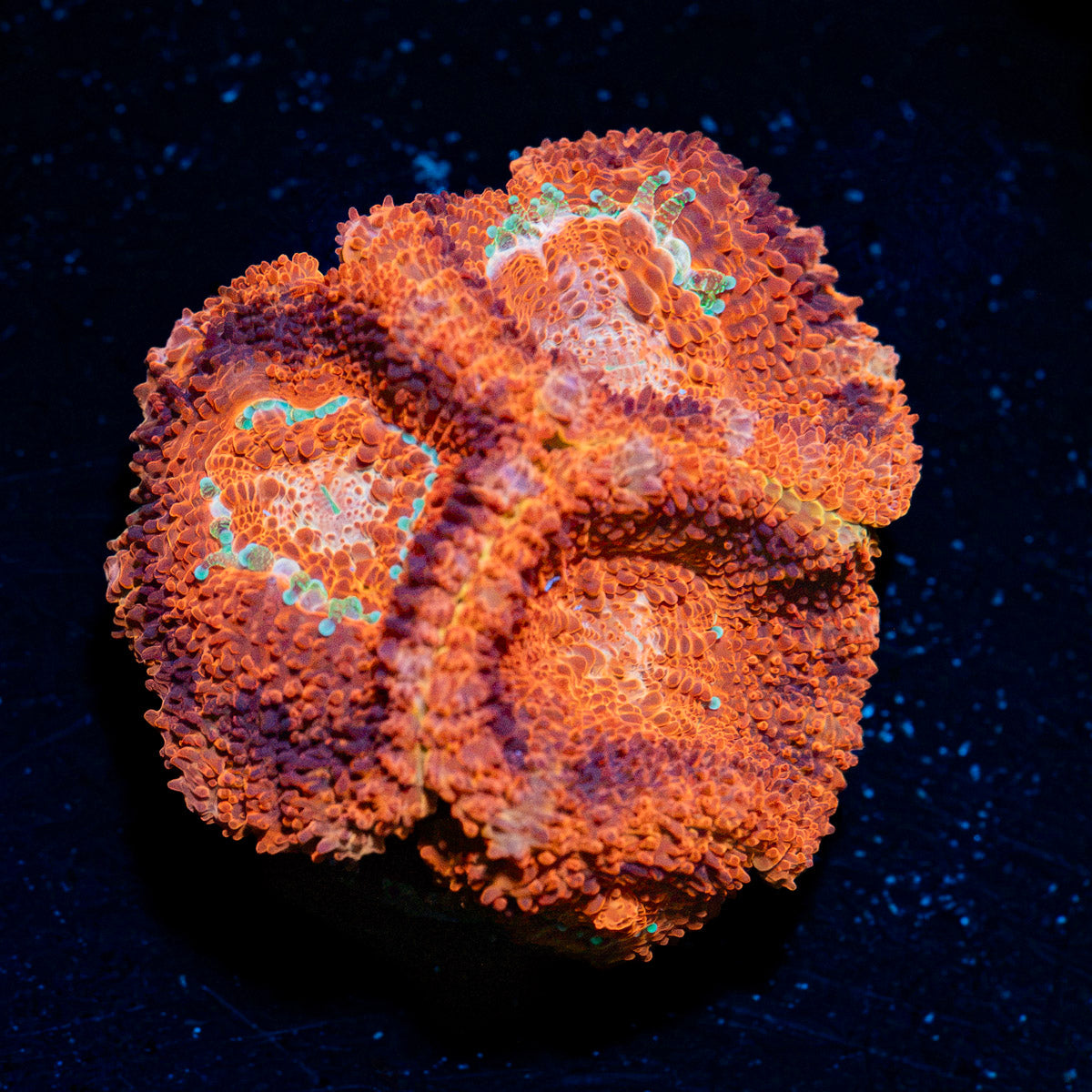 Blood Moon Asian Acan Coral with fleshy polyps in reef aquarium