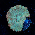 MoonLight Asian Acan Coral with fleshy polyps in reef aquarium