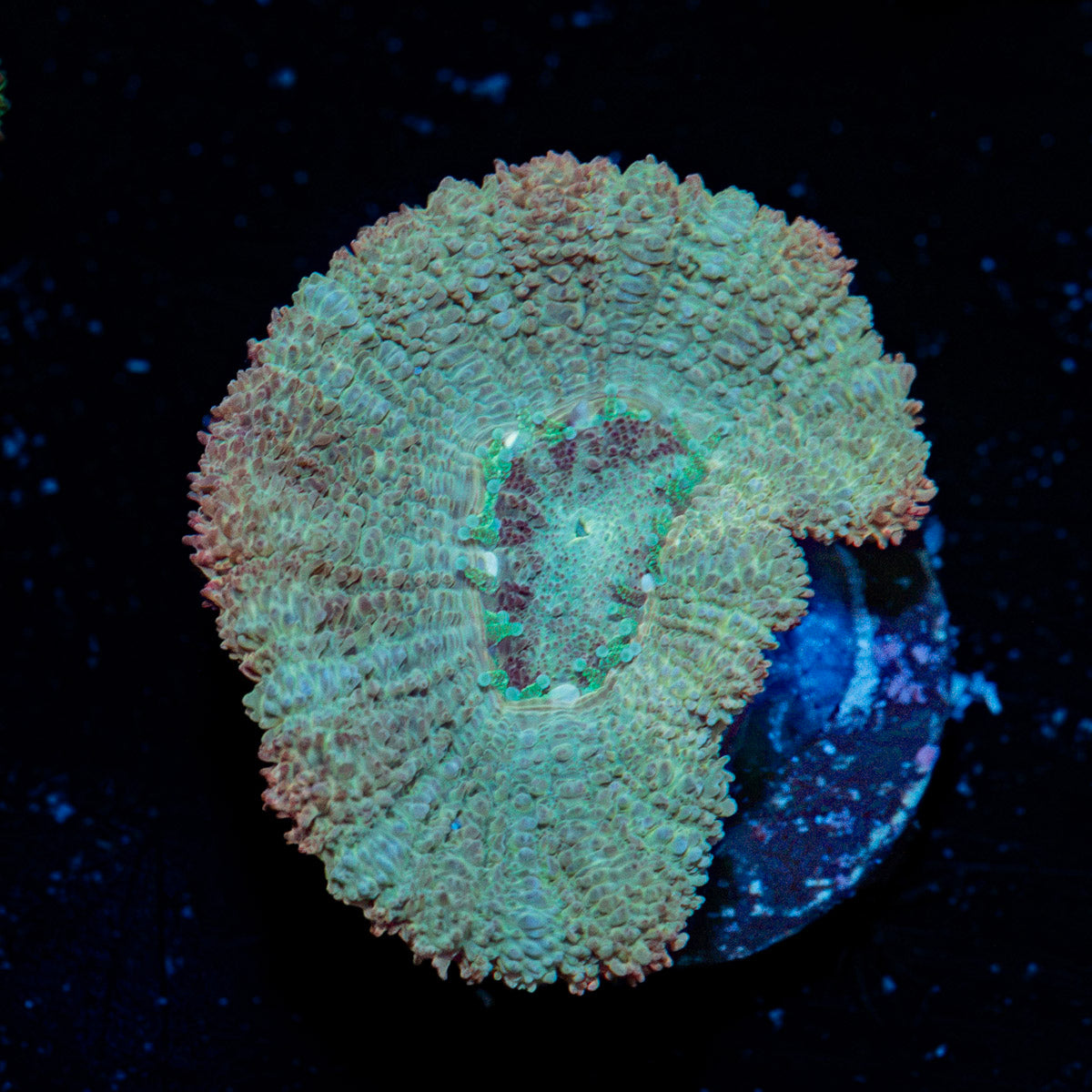 MoonLight Asian Acan Coral with fleshy polyps in reef aquarium