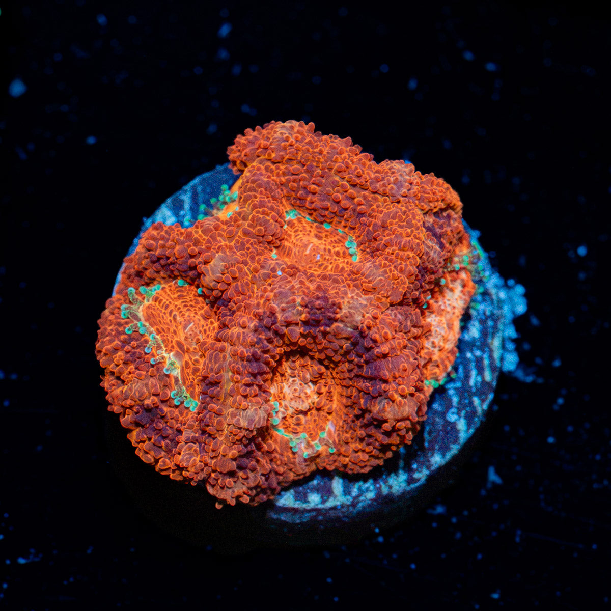 Blood Moon Asian Acan Coral with fleshy polyps in reef aquarium