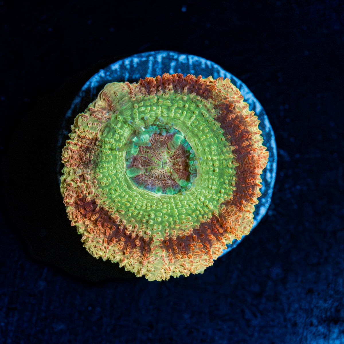 RocketMan Asian Acan Coral with fleshy polyps in reef aquarium