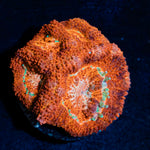 Blood Moon Asian Acan Coral with fleshy polyps in reef aquarium