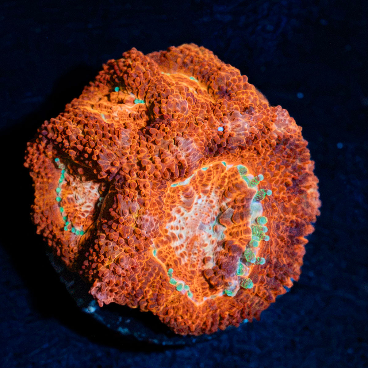 Blood Moon Asian Acan Coral with fleshy polyps in reef aquarium