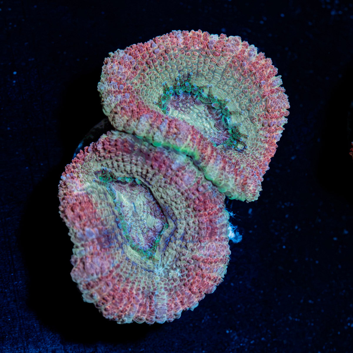 Kirby's Hammer Euphyllia Asian Acan Coral with branching fleshy heads in reef aquarium