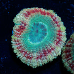 Davy Jones's Asian Acan Coral with fleshy polyps in reef aquarium