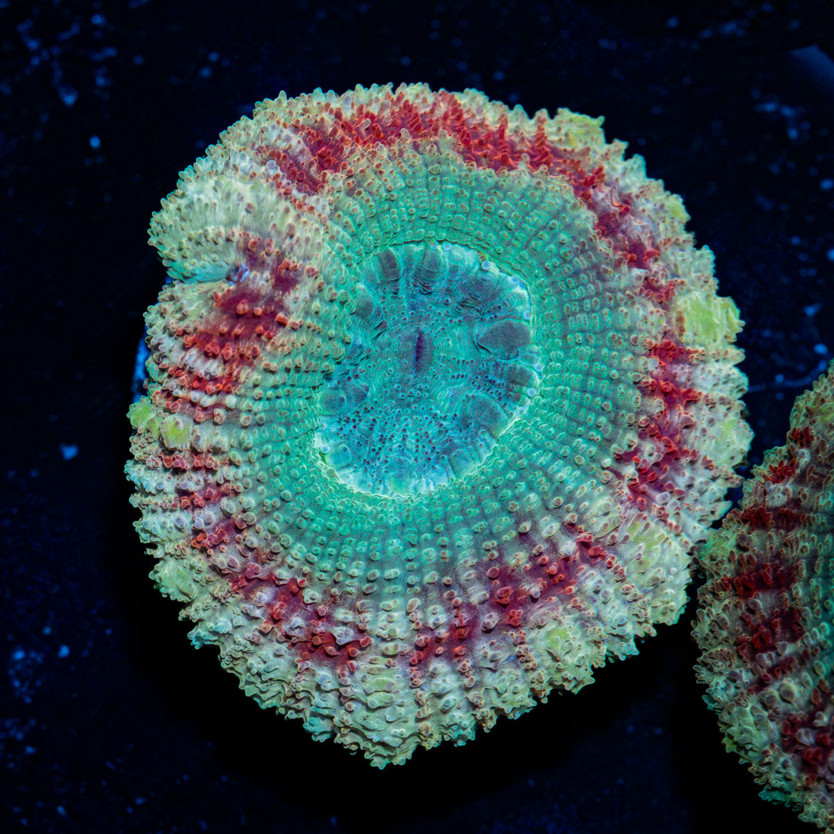 Davy Jones's Asian Acan Coral with fleshy polyps in reef aquarium